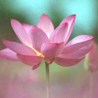 flor de loto